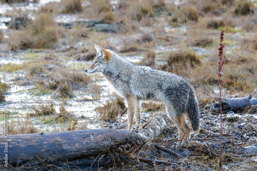 Plakat w ramie coyote wolf