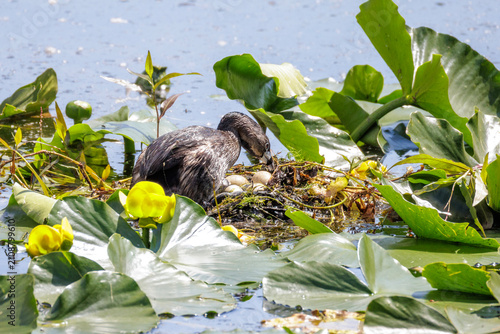 Obraz na płótnie Pied billed Grebe nest