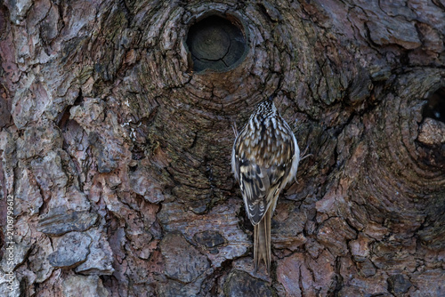 Plakat w ramie Brown creeper bird