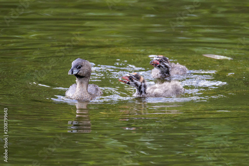 Obraz na płótnie Pied billed Grebe baby