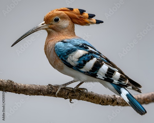 Vibrant Hoopoe bird with colorful crest and plumage perched on a tree branch