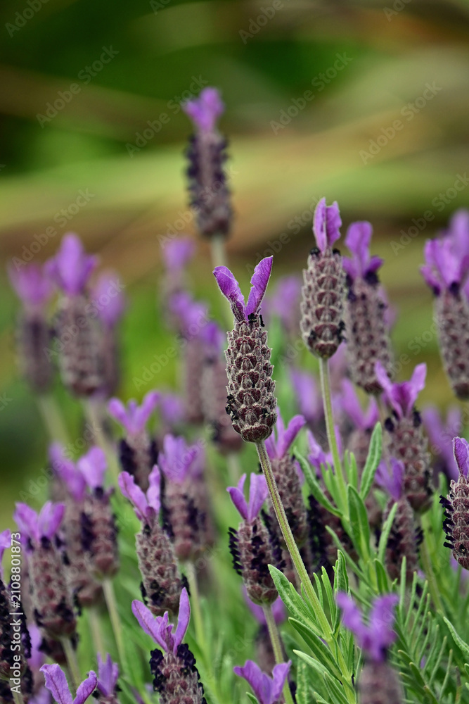 Obraz premium Macro close up of a beautiful purple french lavender flower blooming under overcast sky, Fukushima, Japan.