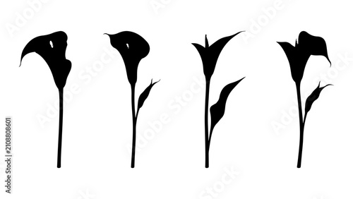Bild auf Leinwand Silhouette of Elegant Calla Lilies in a Row.