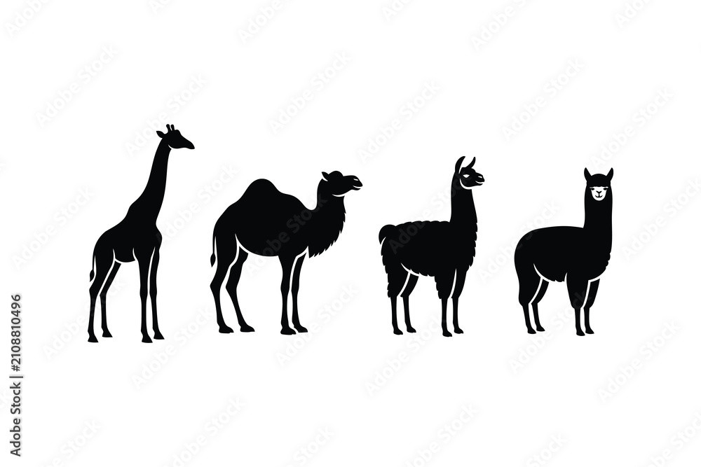 Fototapeta premium Silhouettes of Giraffe Camel Llama and Alpaca