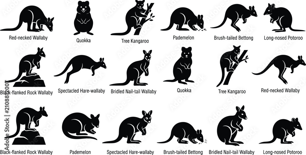 Obraz premium Australian Marsupial Silhouette Collection Featuring Wallabies Quokka Kangaroo Bettong Potoroo and Pademelon Wildlife Vector Set