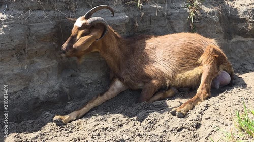 Brown goat with big horns and a full udder lying on the ground, yawning and looking around, resting in the sun on a farm, showcasing the peaceful animal life on a farm