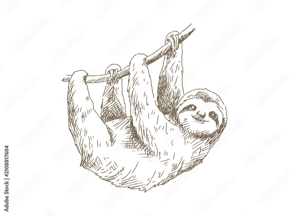 Obraz premium Hand Drawn Sloth Illustration, Vintage Engraving Style
