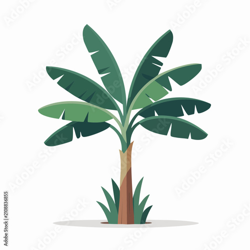 Banana tree tropical fruit plant foliage