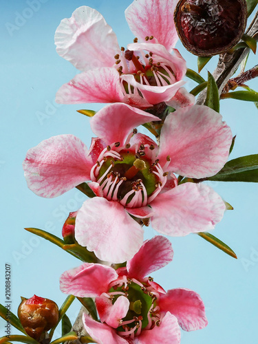 Pink Cascade Flower