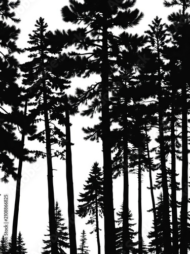 Evergreen pine tree silhouettes in a black forest trees collection isolated on white background, trees, collection