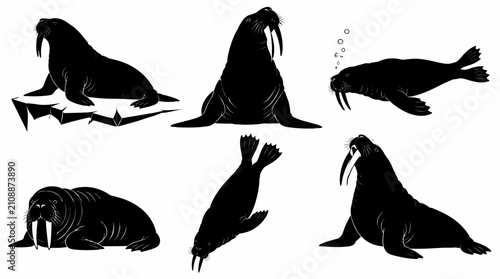 Set of walrus silhouettes in various poses, arctic animal icons