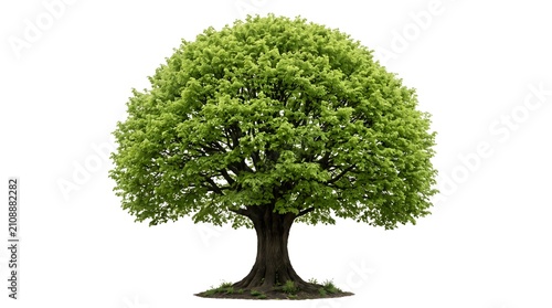 Lush green tree isolated on white background nature s serene beauty