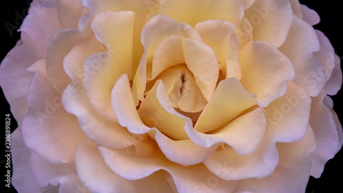 Beautiful yellow rose isolated on black background	