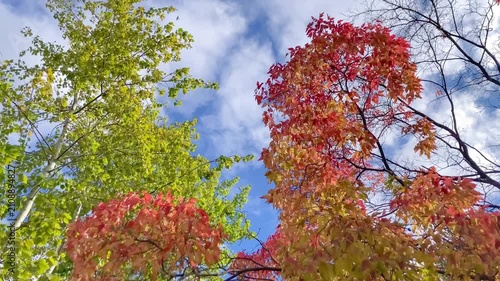 Colorful autumn foliage on trees on blue sky background at sunny cool day.