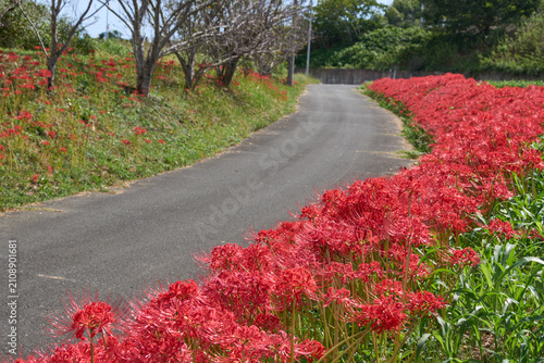 【豊橋】道路沿いに群生する彼岸花