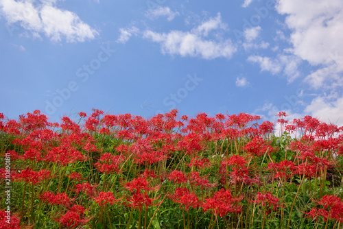 【豊橋】秋空を背景にした満開の彼岸花