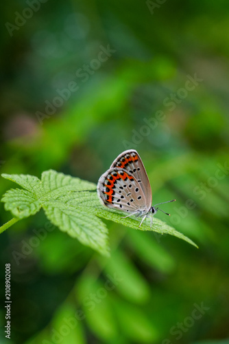 Foto an aberration butterfly