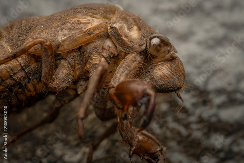 фотографія Extreme macro close up shot of a molted cicada exoskeleton shell showing texture