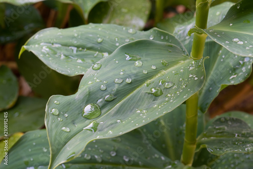 Fotografía Glistening droplets adorn broad, vibrant green leaves