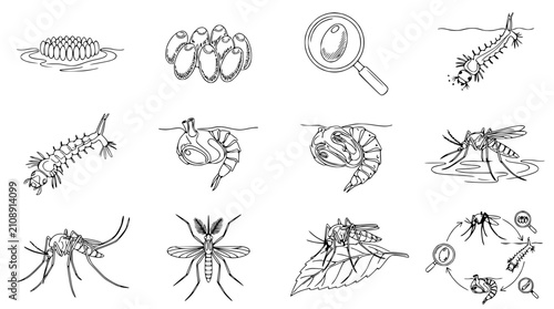 Obraz na płótnie Mosquito Life Cycle Stages: Egg, Larva, Pupa, Adult - Hand-Drawn Vector Illustra