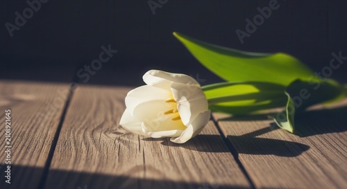 Single white tulip flower lying on a rustic wooden table.