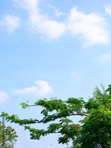 Photography a vertical low-angle shot capturing the vibrant green foliage and fine feathery