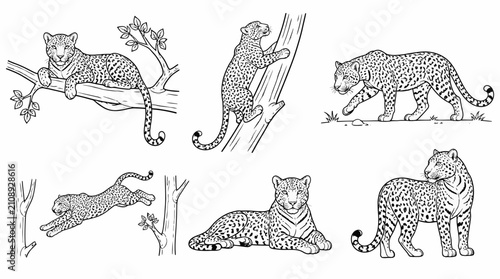 Leopard Set in Various Poses, Black and White Line Art Illustration