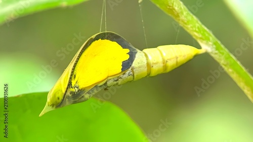 Canvastavla Macro Shot of a Bright Yellow Butterfly Pupa Hanging on a Green Stem