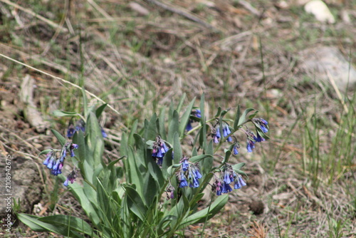 фотографія Bluebell Chiming Bells Wildflowers in Yellowstone National Park