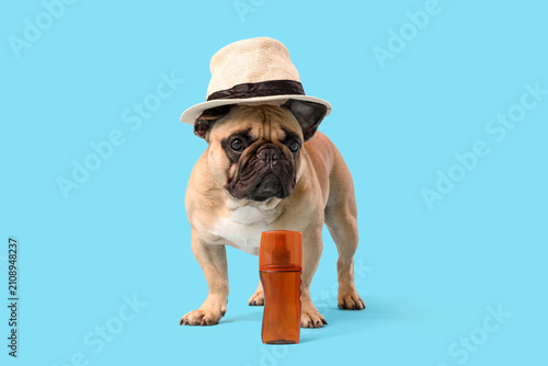 Cute French bulldog with su...