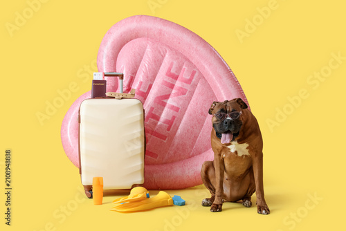 Brown American Bulldog in s...