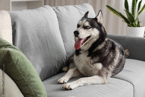 Cute Husky dog lying on sof...