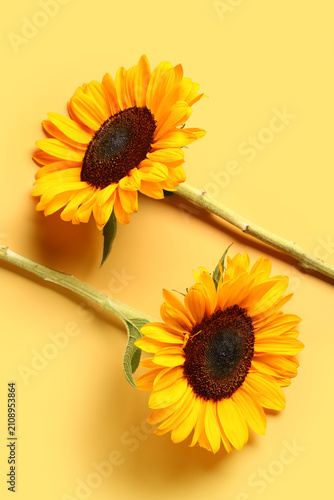 Beautiful sunflowers on yel...