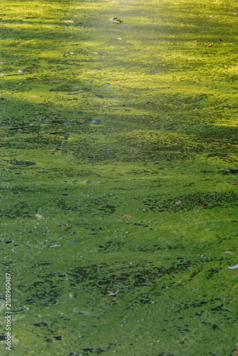Canvastavla green pond scum