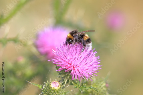 bee on a flower