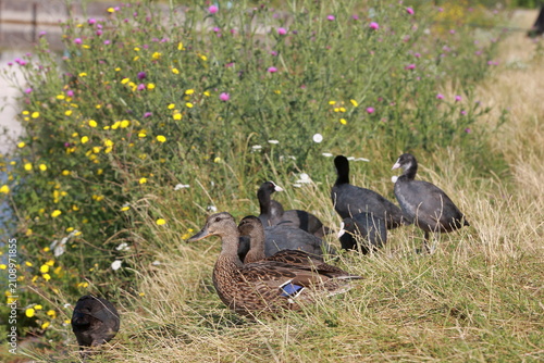 wild duck in the grass