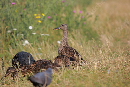 wild duck in the grass