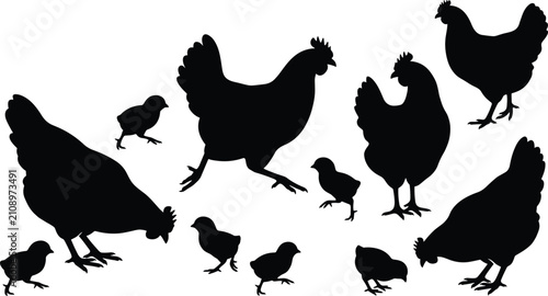 Foto Collection of Hen and Chick Silhouettes Featuring Poultry Bird Family in Various