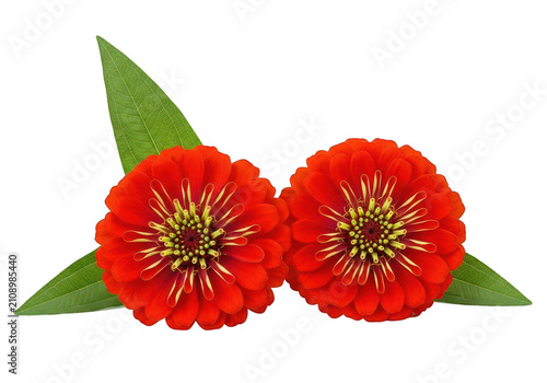 Red zinnia flowers with green leaves on transparent background blossoms