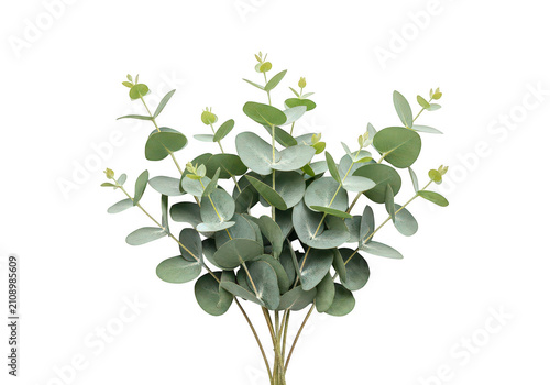 Eucalyptus branch with rounded leaves on transparent background foliage stem