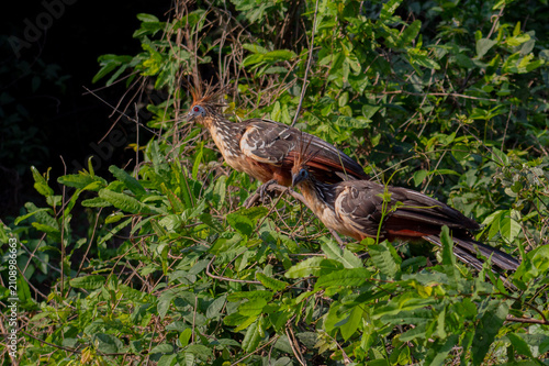 Foto Aves de la amazonia boliviana, Pampas del Yacuma