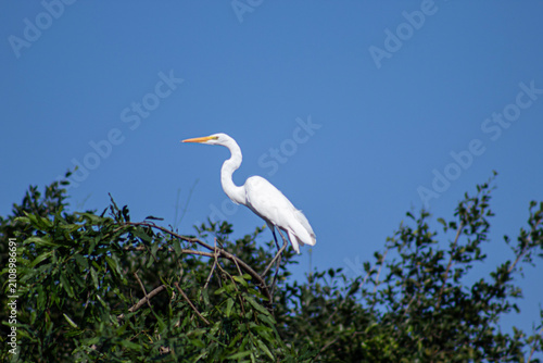 Slika na platnu Aves de la amazonia boliviana, Pampas del Yacuma