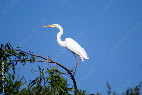 Photography Aves de la amazonia boliviana, Pampas del Yacuma