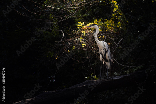 Tableau sur toile Aves de la amazonia boliviana, Pampas del Yacuma