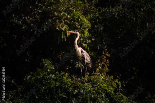 Fotografi Aves de la amazonia boliviana, Pampas del Yacuma