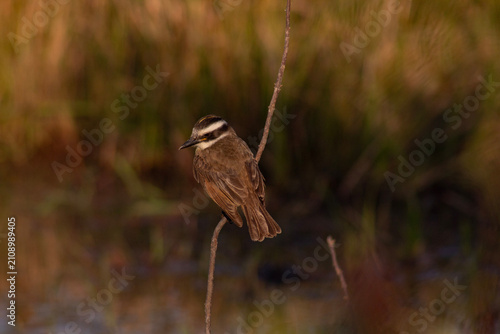 Photography Aves de la amazonia boliviana, Pampas del Yacuma