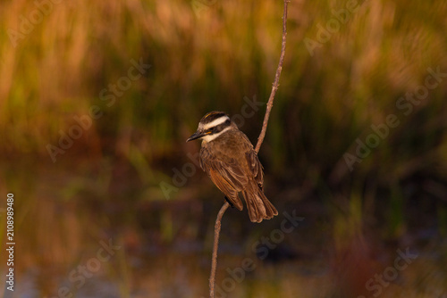 Slika na platnu Aves de la amazonia boliviana, Pampas del Yacuma