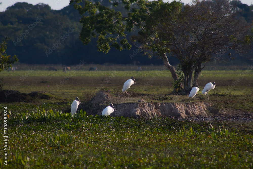 Αυτοκόλλητο Aves de la amazonia boliviana, Pampas del Yacuma