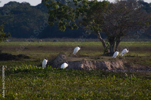 Canvas-taulu Aves de la amazonia boliviana, Pampas del Yacuma