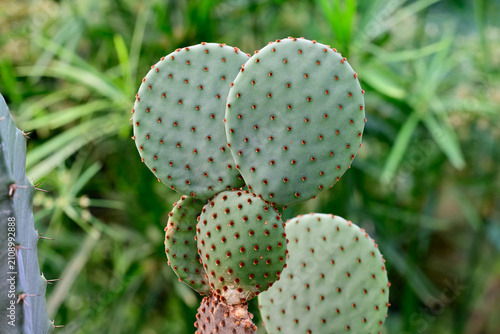 Opuntia microdasys rufida cactus plant with reddish glochids on blurred green background close up bunny ears cactus